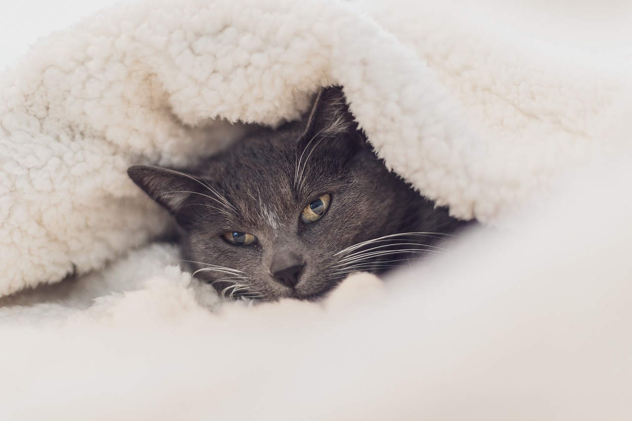 Котёнок в приюте